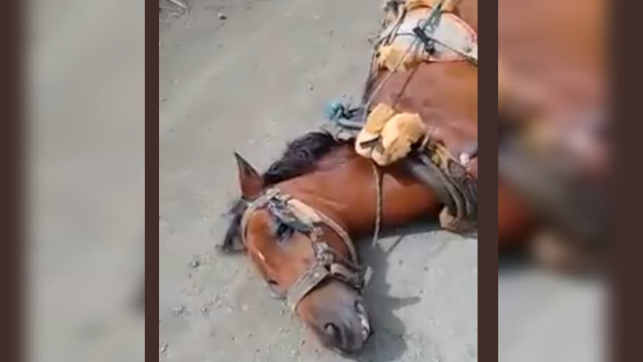 El hecho se registró en el municipio de Palmira en el Valle del Cauca