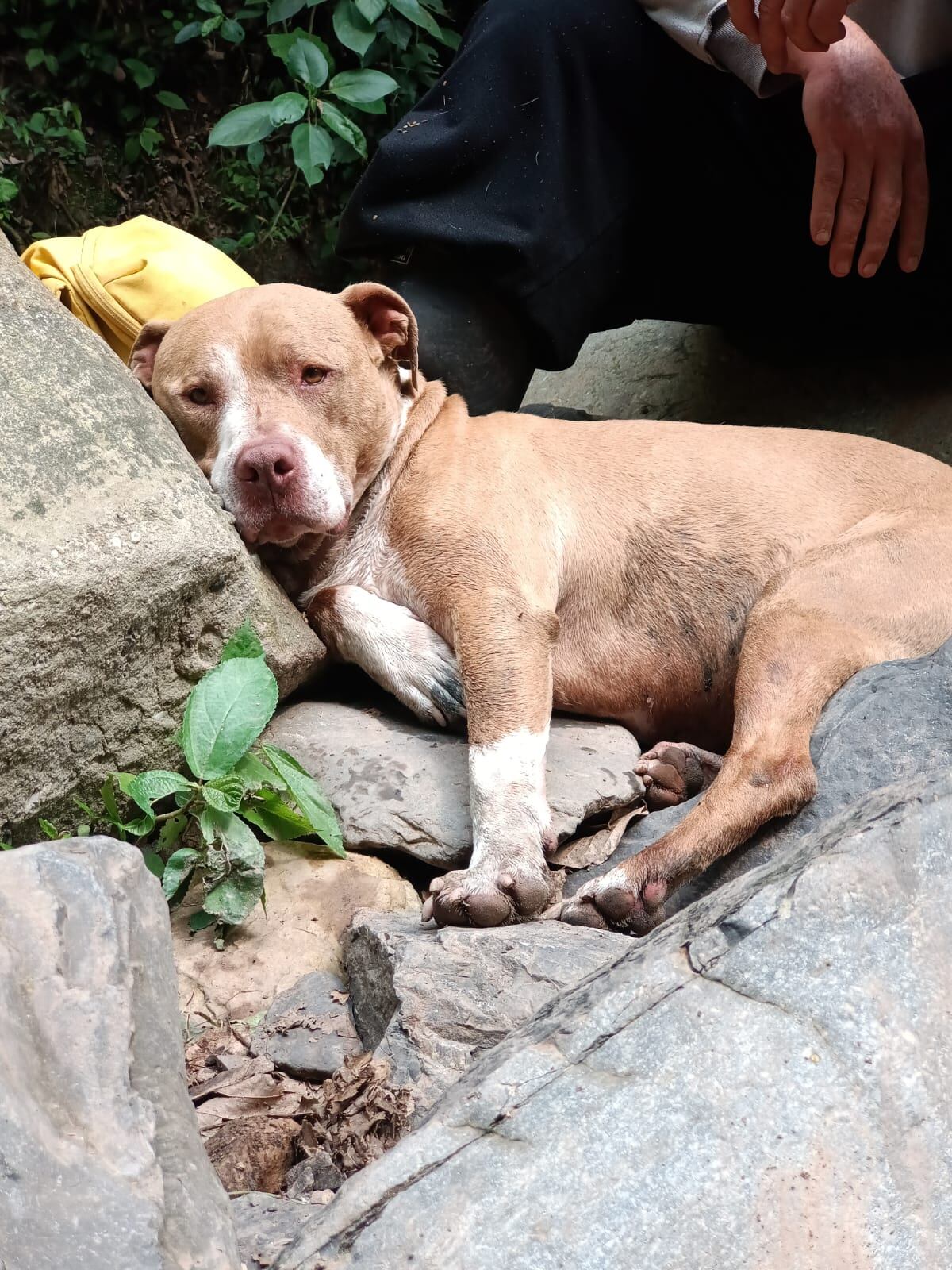 Torres, perrito perdido