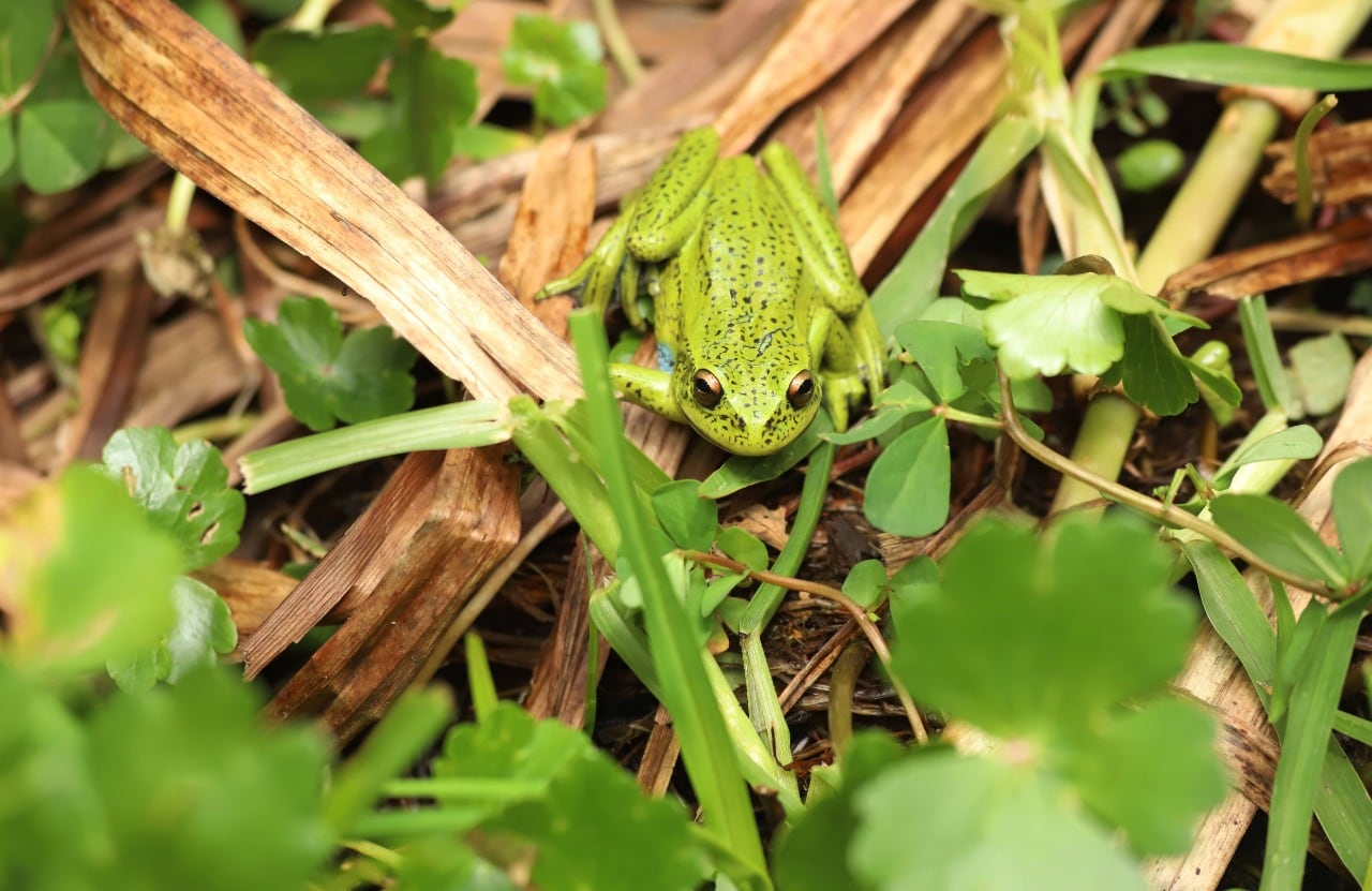 Tres ranas sabaneras, una serpiente sabanera, cuatro mirlas, dos copetones, dos torcazas, una zarigüeya y una tingua azul volvieron a la libertad