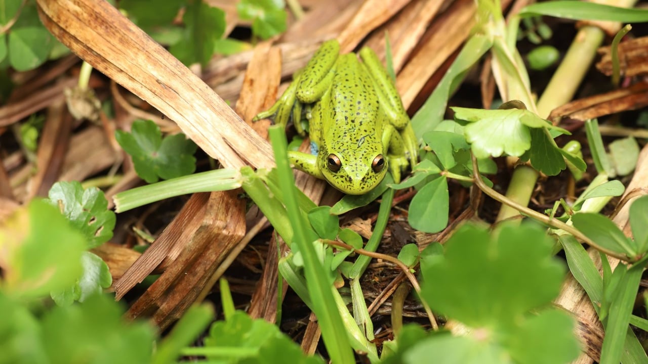 Tres ranas sabaneras, una serpiente sabanera, cuatro mirlas, dos copetones, dos torcazas, una zarigüeya y una tingua azul volvieron a la libertad.