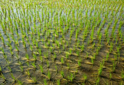 En las zonas donde existe sistema de riego se puede producir hasta dos veces al año y no se depende del ciclo de las lluvias. 