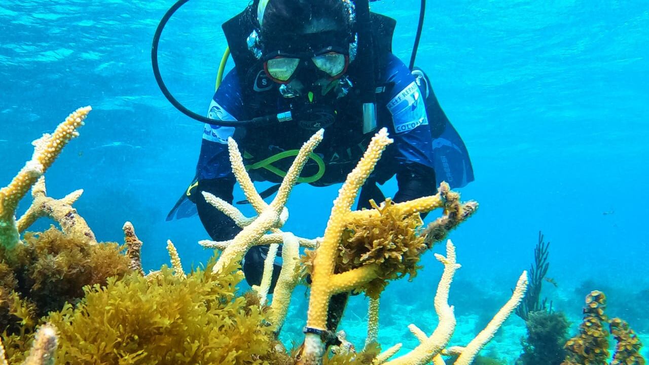 El proyecto ‘Corales de paz’ arrancó en 2016 como una iniciativa para promover la ciencia ciudadana, el turismo especializado y el buceo responsable.