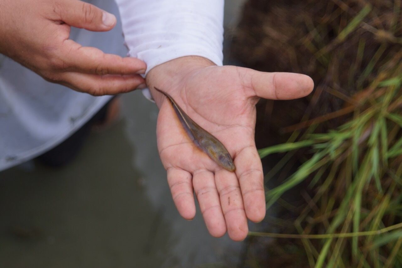 Plan para salvar al pez viringo en el Valle