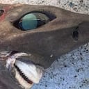 Una extraña especie de tiburón fue hallado en profundidades de aguas en Australia.