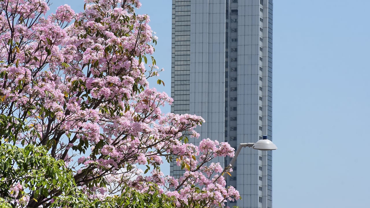 Tras el anuncio del gobierno nacional de que Cali será la sede de la próxima cumbre de la COP 16, La ciudad comienza a ponerse a tono para tan magno evento, los sitios más representativos empiezan a engalanarse para recibir a propios y extraños.