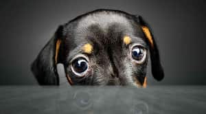 30 % de los problemas de piel en perros son causados por alergias alimenticias.