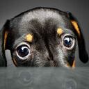 30 % de los problemas de piel en perros son causados por alergias alimenticias.