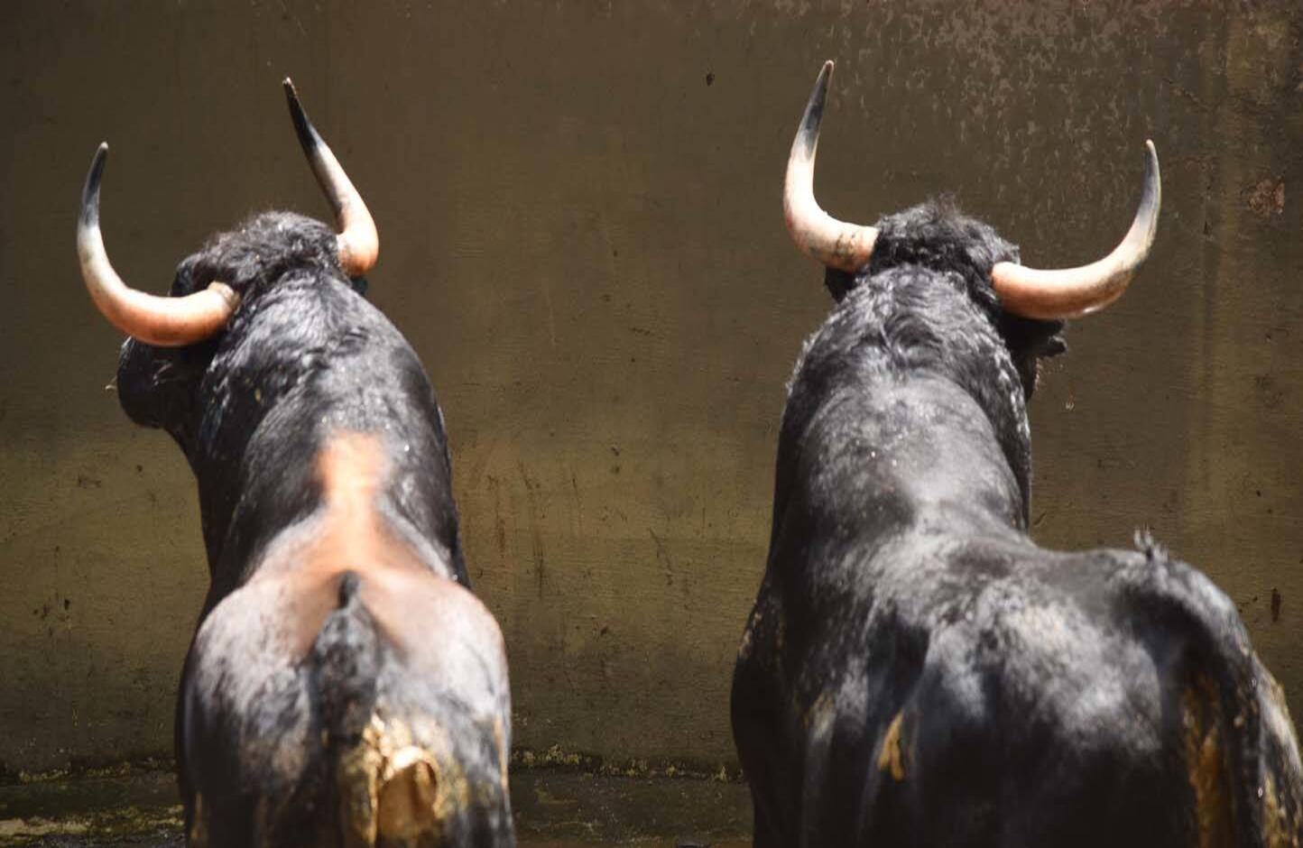 Toros de César Rincón. Chiqueros. Cali, 29 de diciembre de 2017