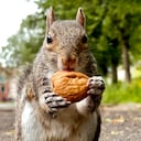 Investigadores descubren que las ardillas, además de ser herbívoras, también cazan pequeños animales.