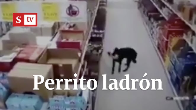 Perro sorprendido robando comida en supermercado
