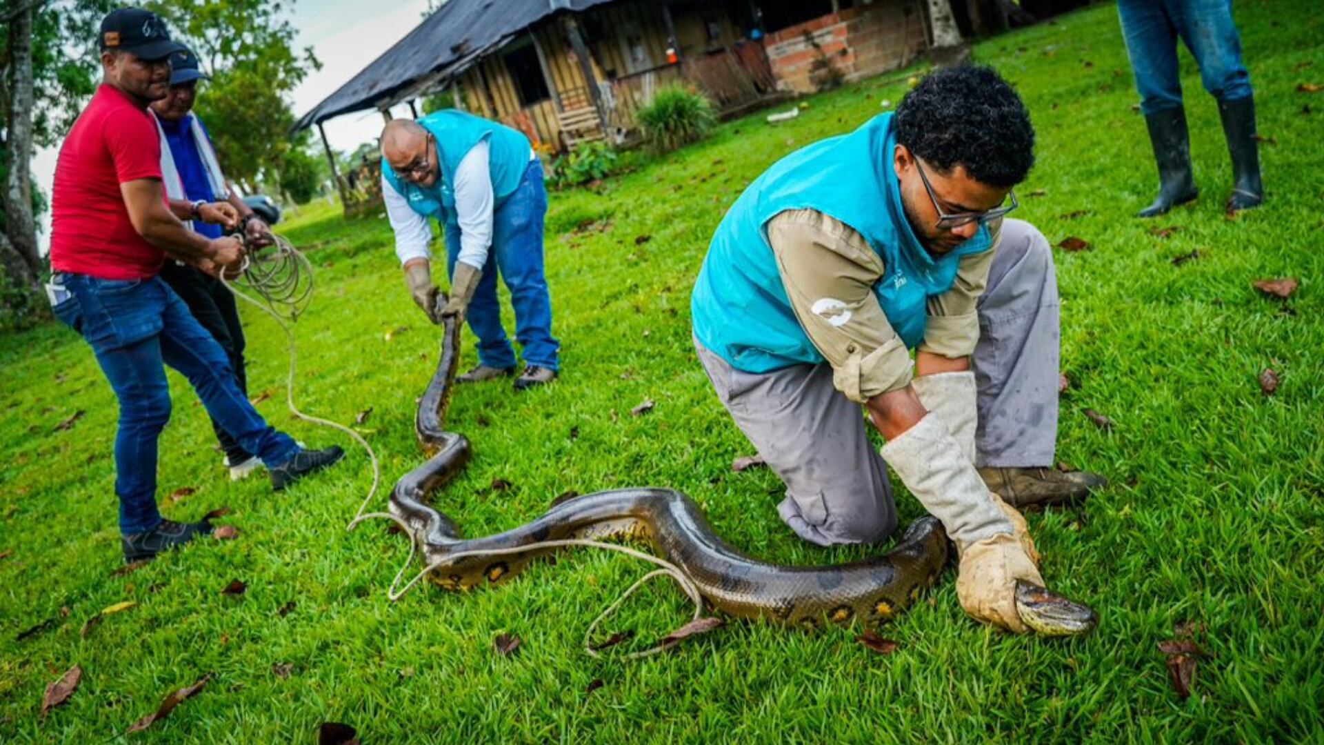 Rescatan anaconda en el Meta.