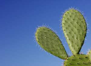 Los cactus son muy resistentes y duraderos, por lo que no requieren de muchos cuidados.