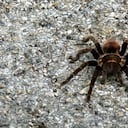 Una araña como esta se encontró el británico en su equipaje (imagen de referencia).