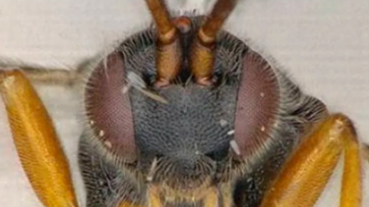 Foto: Investigador José Fernández-Triana