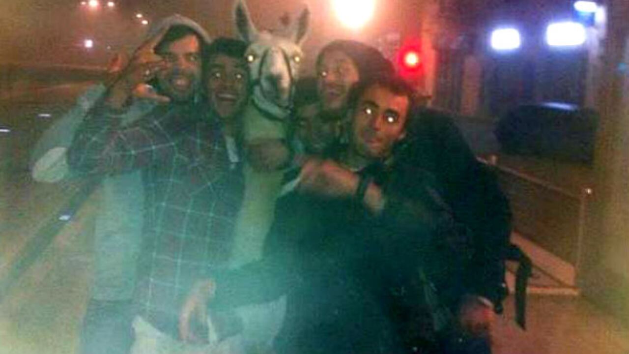 Los jóvenes en estado de embriaguez, hicieron partícipe al animal de todos sus destinos de rumba.