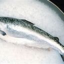 beneficios del pescado