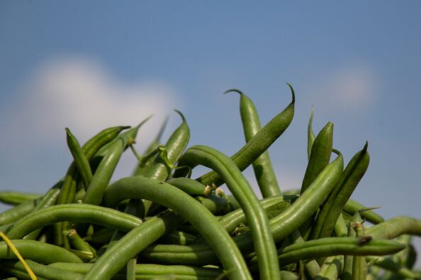 La habichuela posee una gran cantidad de minerales como sodio, potasio, calcio, yodo, fósforo, magnesio y hierro.  (Photo by Mahmoud Elkhwas/NurPhoto via Getty Images)