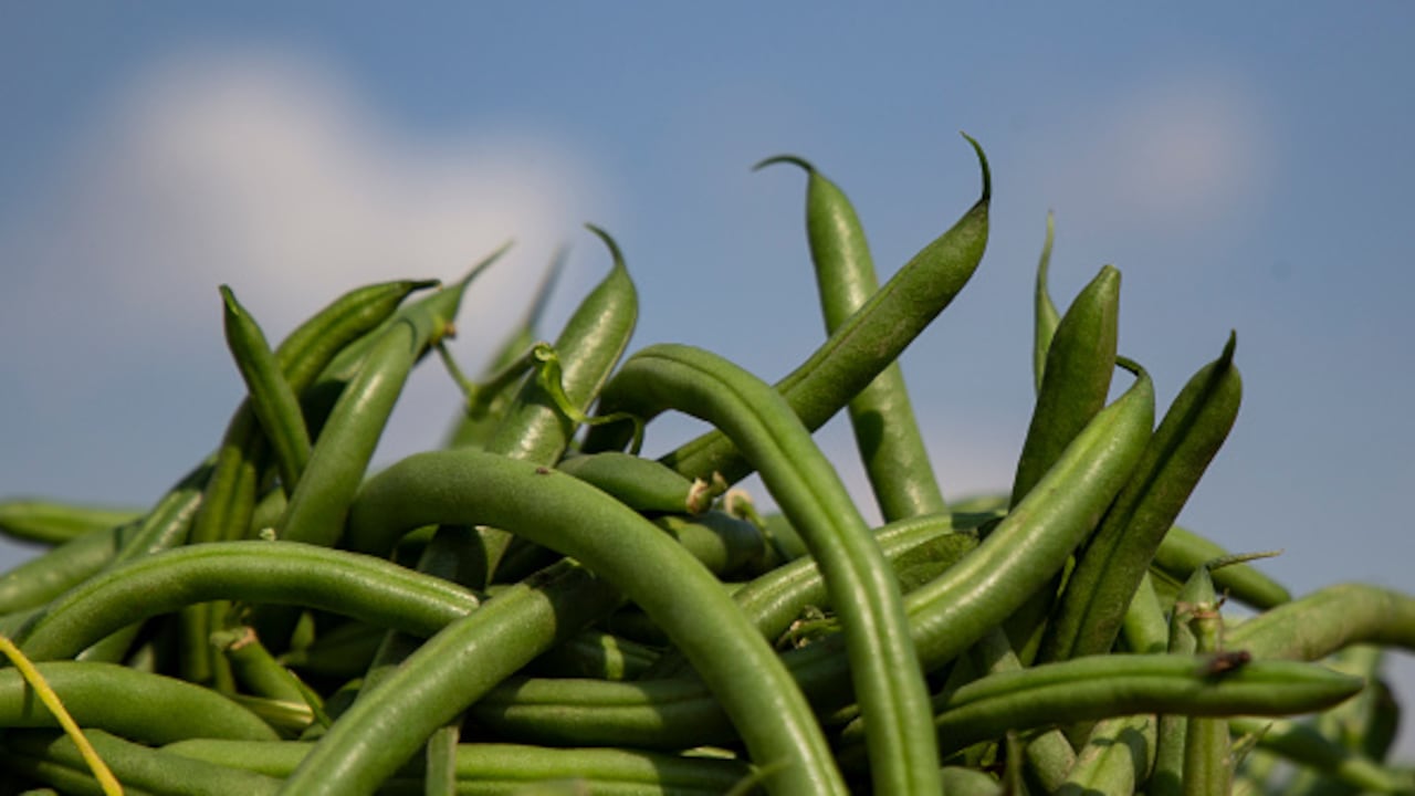 El ejote o habichuela (como se conoce en Colombia) es de origen centroamericano, especialmente de México, donde se le dio ese nombre y que proviene del náhuatl “exotl” que significa frijol verde y que cuenta con importantes propiedades alimenticias y su gran versatilidad gastronómica.