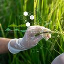Ciencia de la investigación de plantas, ADN cromosómico y genética, Desarrollo de variedades de arroz, Investigación científica y experimentos genéticos de arroz con datos de registro en los campos.