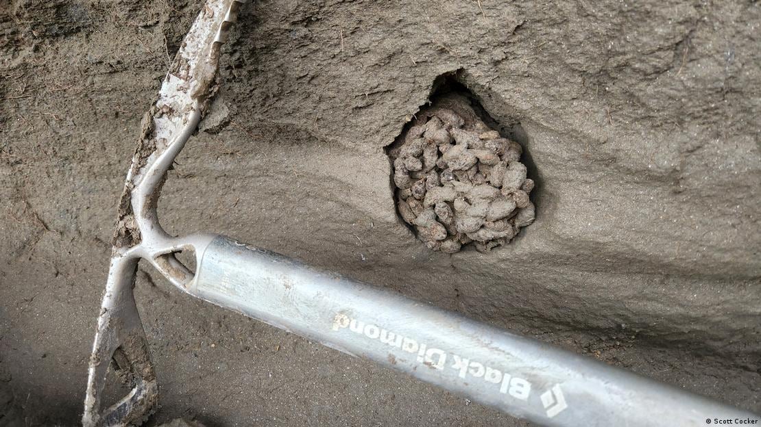 El hallazgo demuestra que incluso los animales más pequeños tenían un papel inesperado en la cadena alimenticia prehistórica.