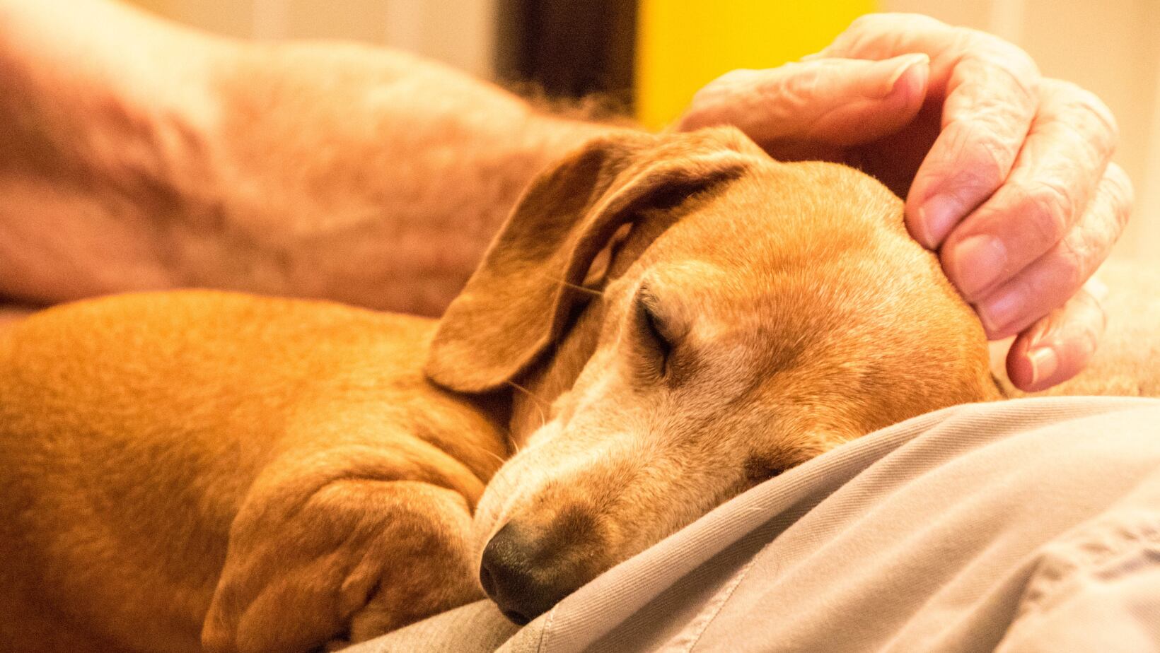 Eutanasia en mascotas