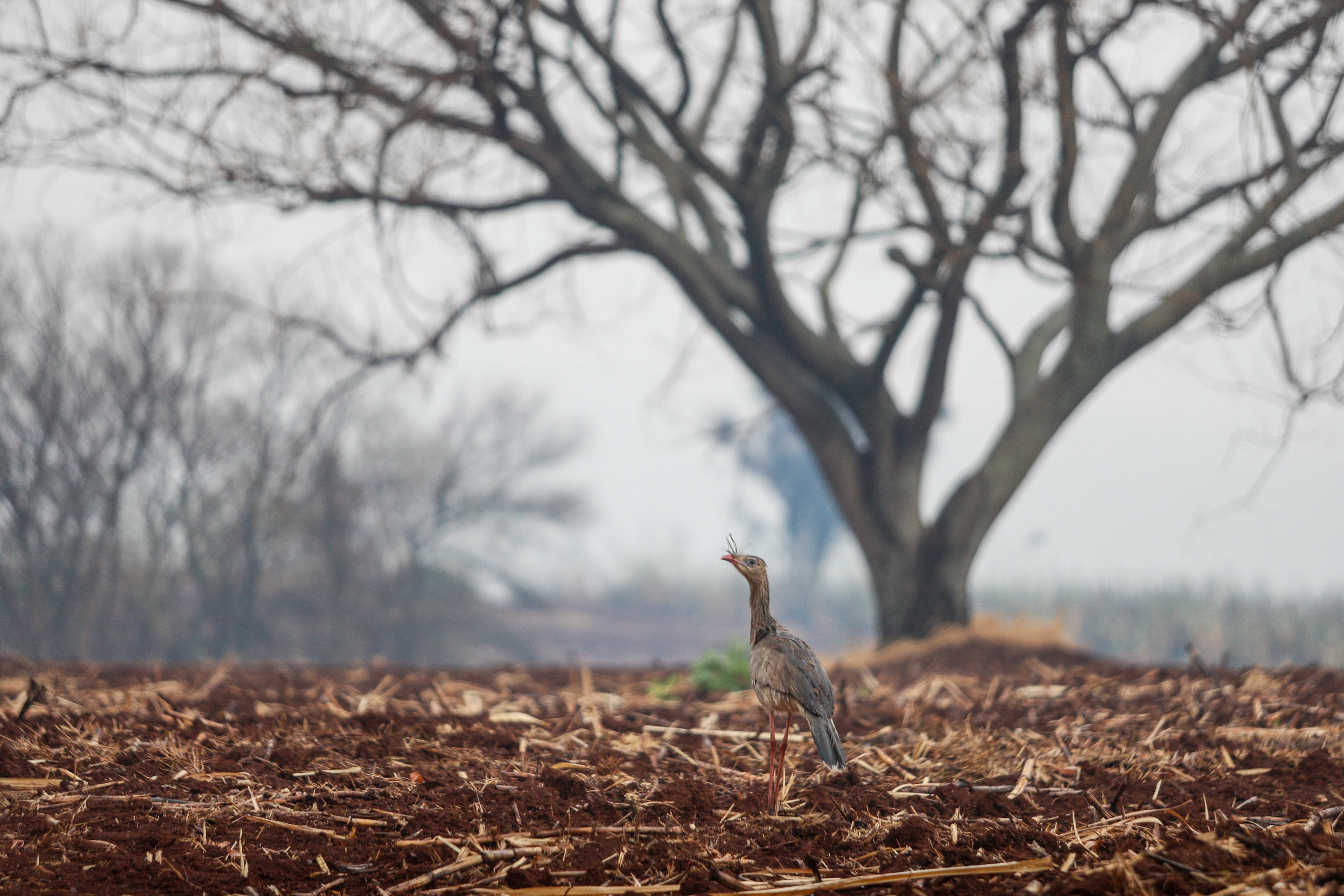 Un pájaro se posa sobre juncos quemados durante los incendios forestales cercanos en Ribeirao Preto, estado de Sao Paulo, Brasil, el domingo 25 de agosto de 2024. (Foto AP/Marcos Limonti)