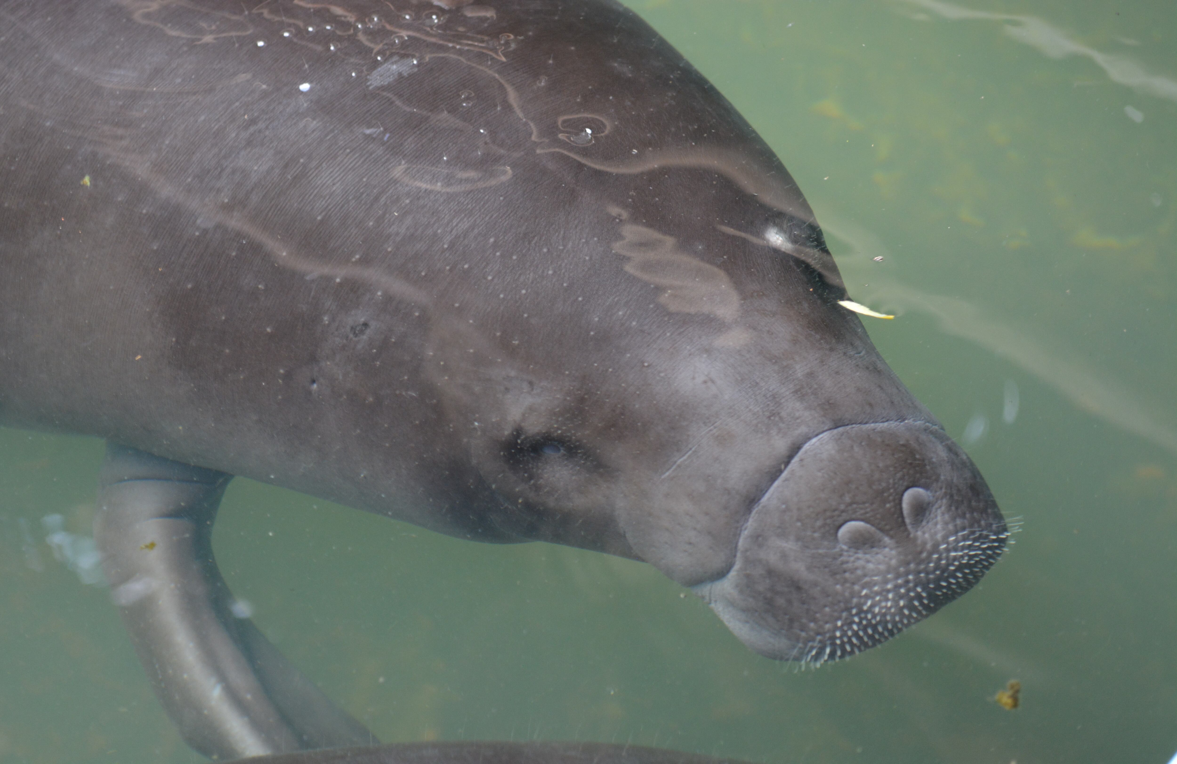 Los manatíes son mamíferos que dependen de que su madre los alimente durante dos años.
