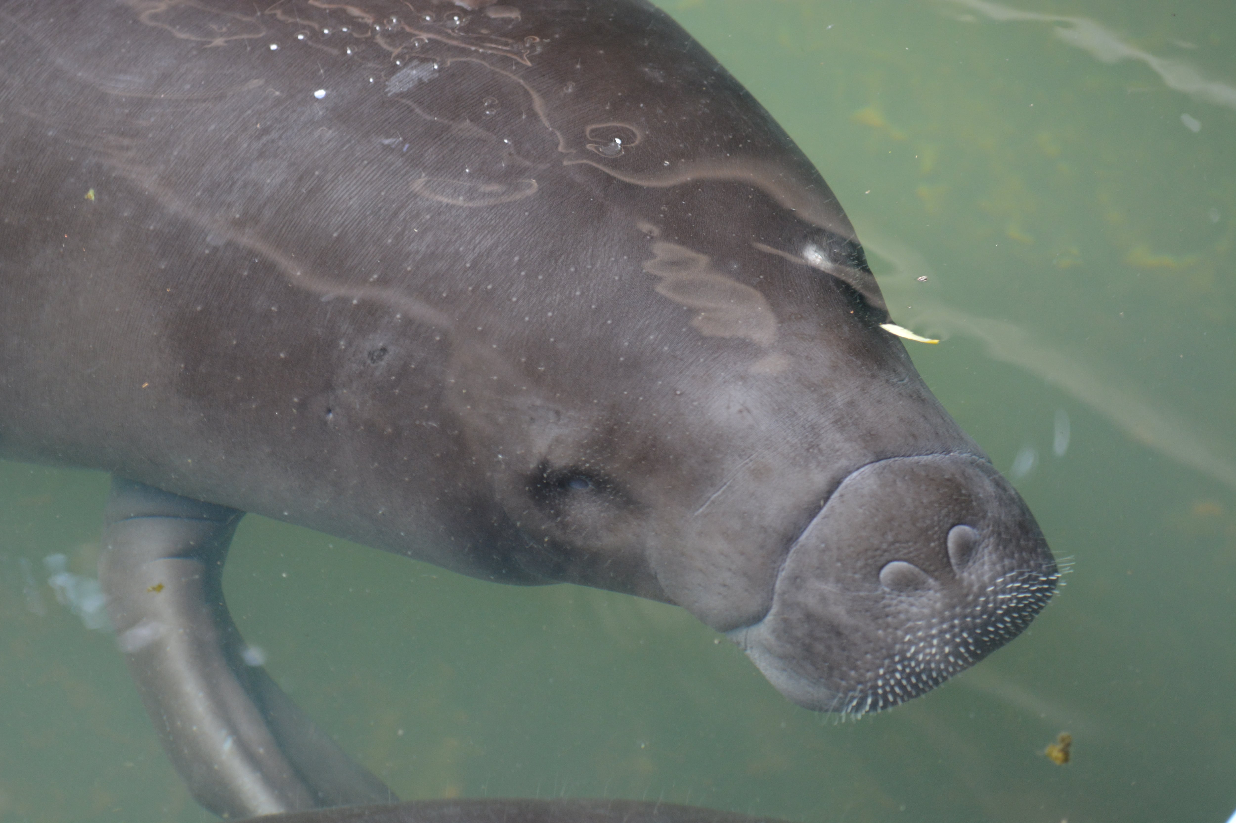 Los manatíes son mamíferos que dependen de que su madre los alimente durante dos años.