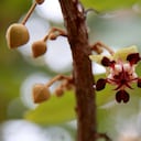 El copoazú, la fruta tropical conocida como el cacao blanco amazónico, cada vez es más reconocido en el mercado debido a su alto contenido de fósforo, pectina y vitamina C.