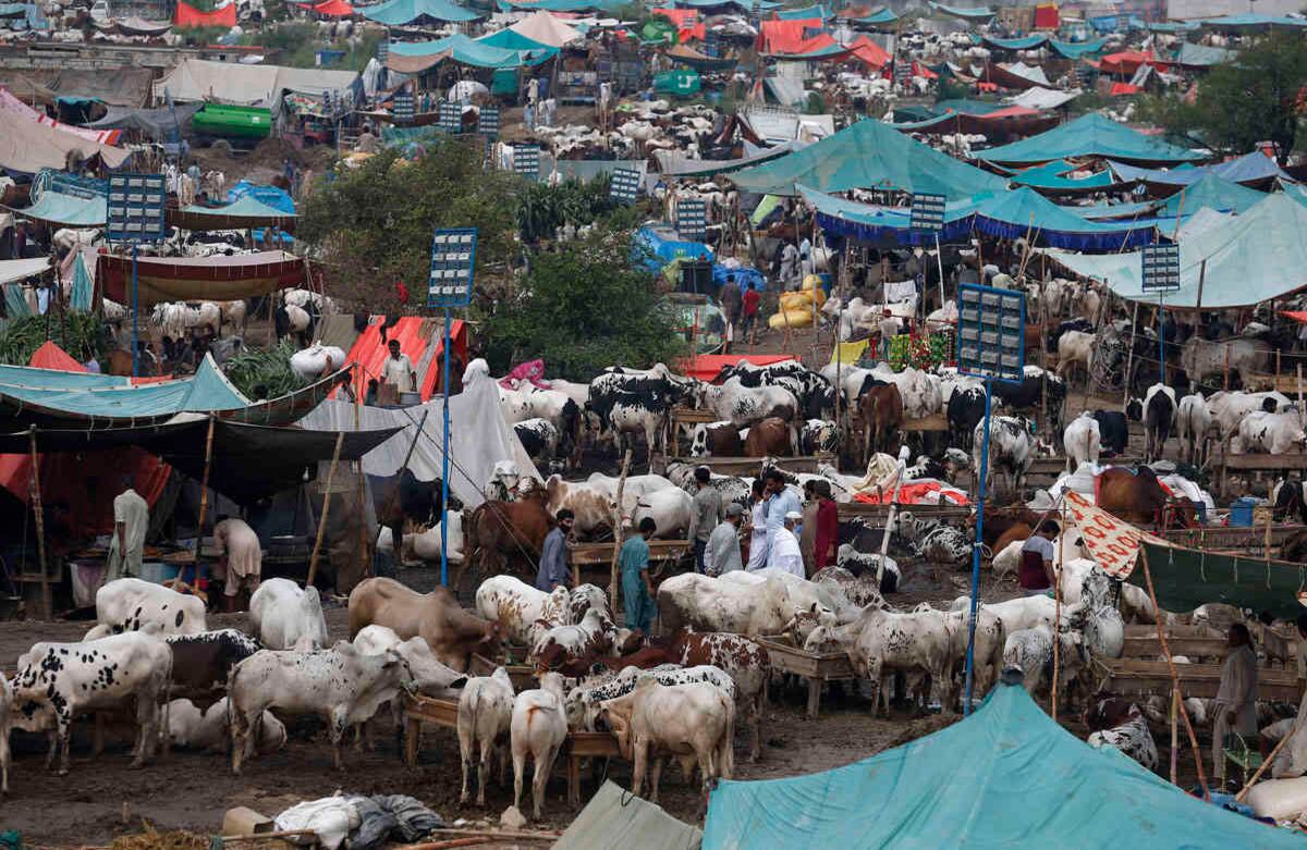 Mercado de ganado en Islamabad, Pakistán. Los clientes buscan animales para el festival musulmán Eid al-Adha. Esta celebración, conocida también como Fiesta del Sacrificio, es la más importante en el islamismo. Marca la disposición del profeta Ibrahim, Abraham para cristianos y judíos, para sacrificar a su hijo. Foto: Anjum Naveed / AP