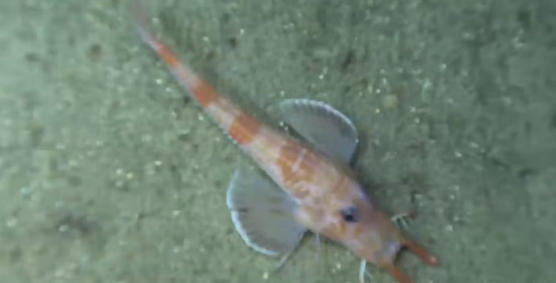 Los sumergibles permitieron observar de cerca cómo esta especie sobrevive en las profundidades.
