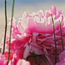 El perfume de Paeonia captura la sutil aura de esta flor en una rica fragancia floral con un distintivo toque de frescura verde.