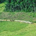 Unas 40.000 cabezas de ganado pastan hoy en el PNN Tinigüa, acorde con información que tiene Parques Nacionales Naturales y que fue suministrada por campesinos de la zona. Foto: FCDS