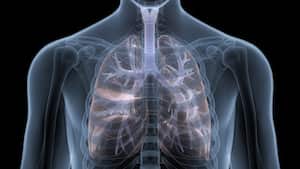 Concepto de ilustración 3D de la anatomía de los pulmones del sistema respiratorio humano