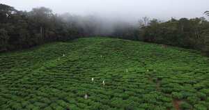 El área de cultivos de té es cercana a las 70 hectáreas: Foto: Agrícola Himalaya