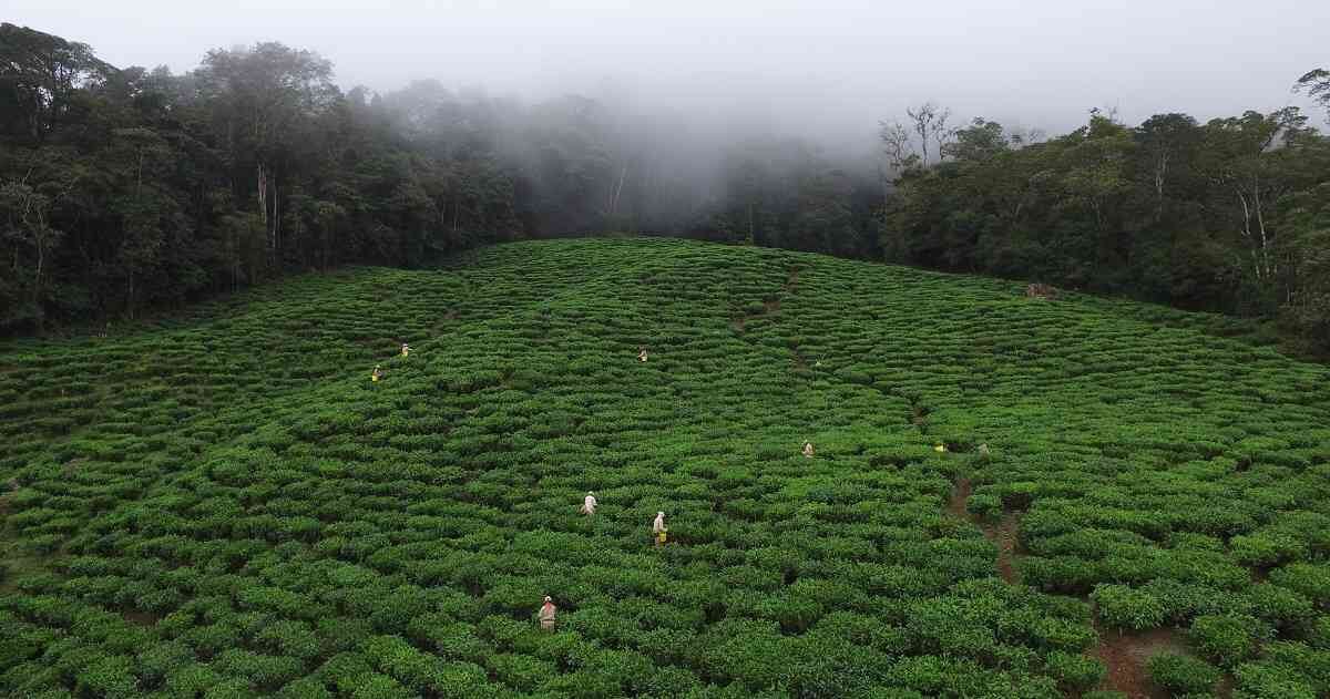 La producción sostenible será clave en la protección del ambiente.  Foto: Agrícola Himalaya