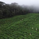El área de cultivos de té es cercana a las 70 hectáreas: Foto: Agrícola Himalaya
