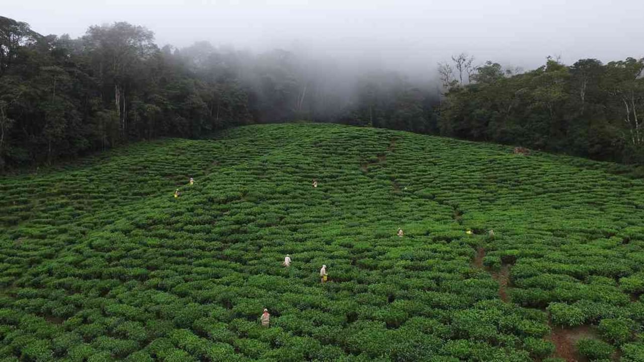 El área de cultivos de té es cercana a las 70 hectáreas: Foto: Agrícola Himalaya