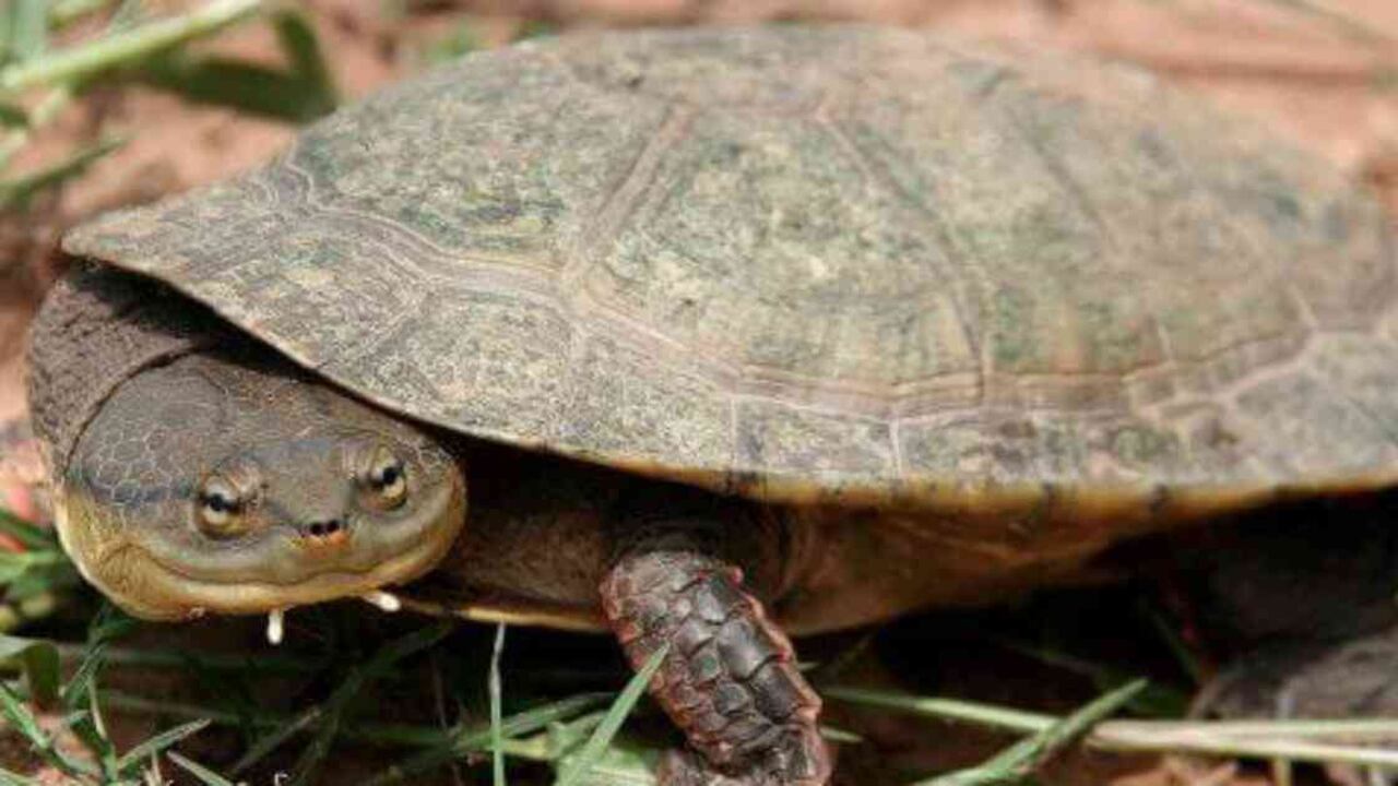 Una habitante de la Isla Boquerón, en Sucre, grabó un video en el que muestra a varias tortugas muertas en ese lugar. Foto ilustración: Archivo/Semana.com