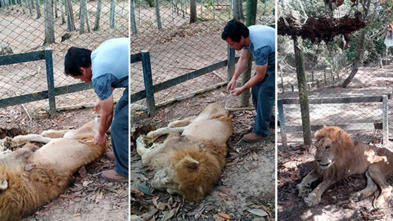 El león Jupiter en medio de asistencia médica