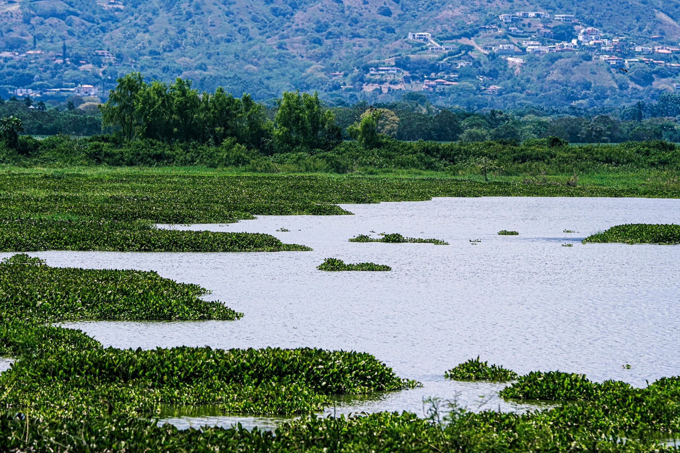 La Laguna de Sonso es el final del recorrido de la ruta ‘El vuelo del garzón azul’. Se encuentra sobre la margen derecha del río Cauca, entre Buga, Yotoco y Guacarí. Los árboles mantienen la temperatura en un promedio de 23ºC. Es una zona rica en aves. 

Foto Jorge Orozco / El País