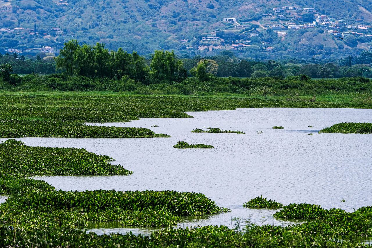 La Laguna de Sonso es el final del recorrido de la ruta ‘El vuelo del garzón azul’. Se encuentra sobre la margen derecha del río Cauca, entre Buga, Yotoco y Guacarí. Los árboles mantienen la temperatura en un promedio de 23ºC. Es una zona rica en aves.
Foto Jorge Orozco / El País