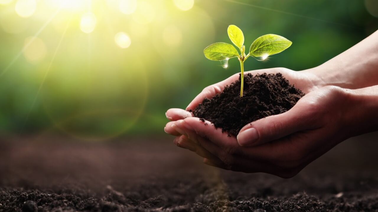 En sus procesos de producción, Top Terra ha hecho todos los ajustes necesarios para reducir las emisiones de gases de efecto invernadero y minimizar su huella de carbono.