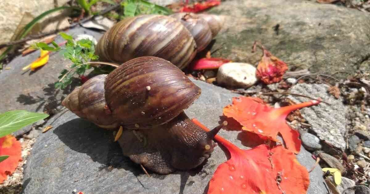 Las especies exóticas crecerán 36% a 2050