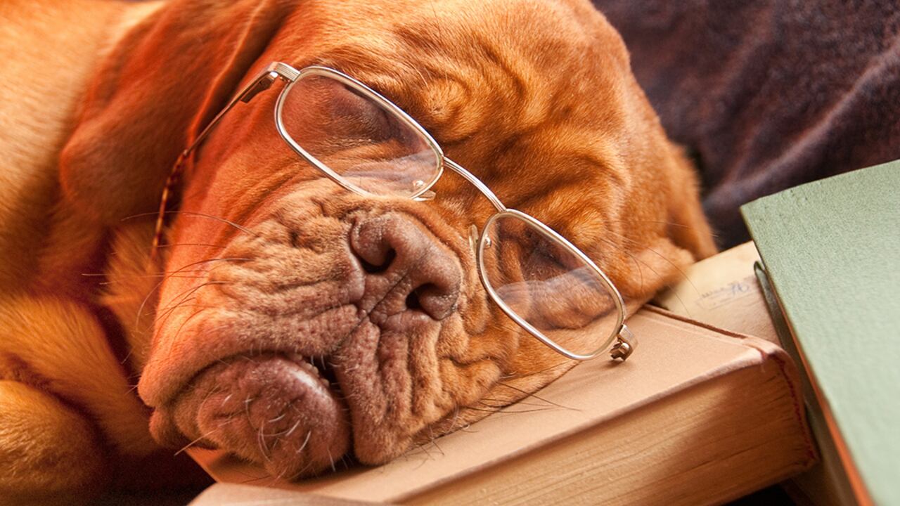 Es errado decir que por cada año humano, los perros tienen siete.