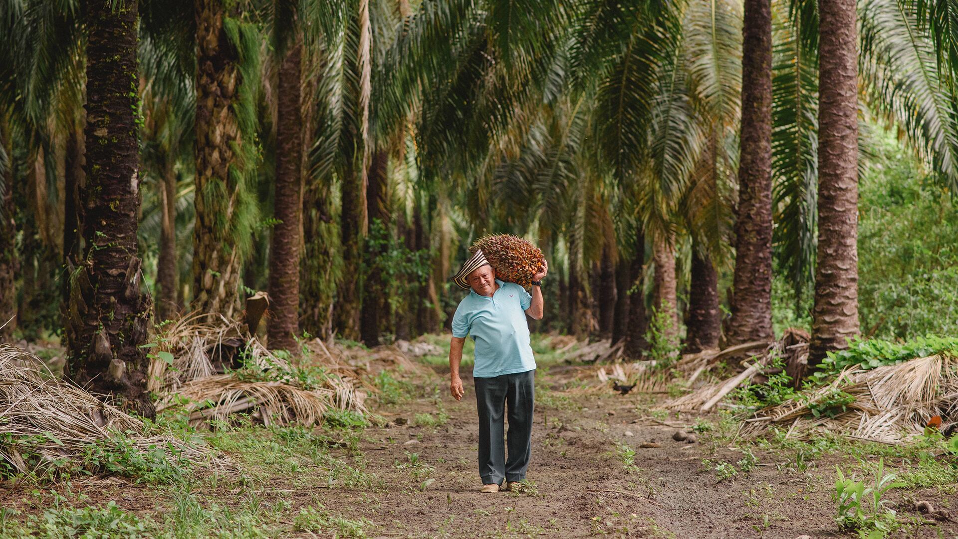 Especial Caribe, Oleoflores
