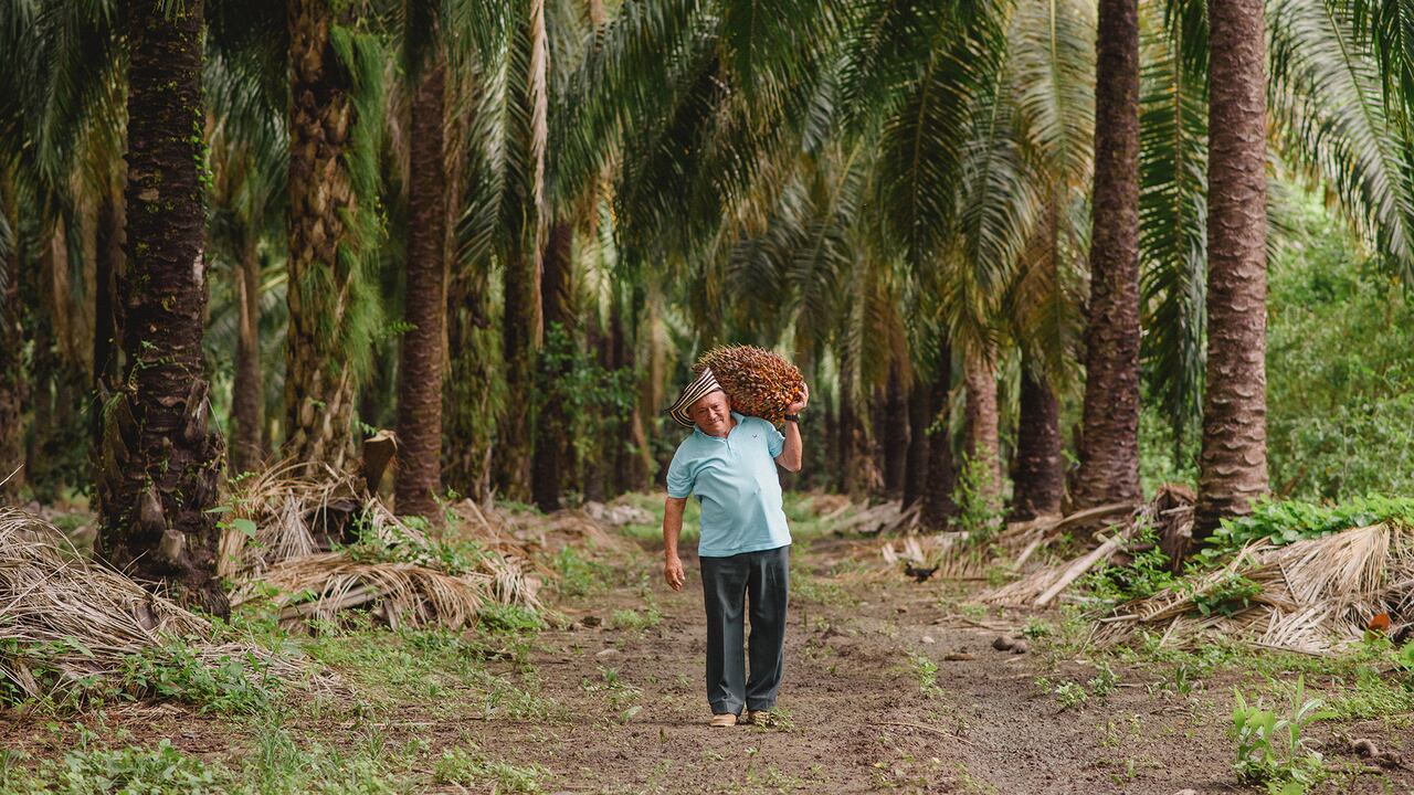 Oleoflores tiene relaciones con 3.000 productores (cerca del 40 por ciento del total nacional), y gestiona 44.000 hectáreas de palma de 3.000 pequeños y medianos productores.
