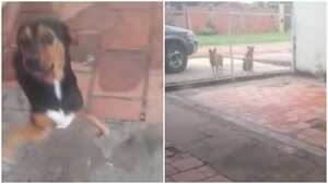 Según la propietaria del perro, no es la primera vez que sus 'amigos' pasan a recogerlo.