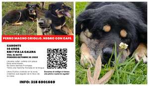 Se busca a Caronte: otro perrito perdido en La Calera busca su hogar