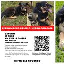 Se busca a Caronte: otro perrito perdido en La Calera busca su hogar